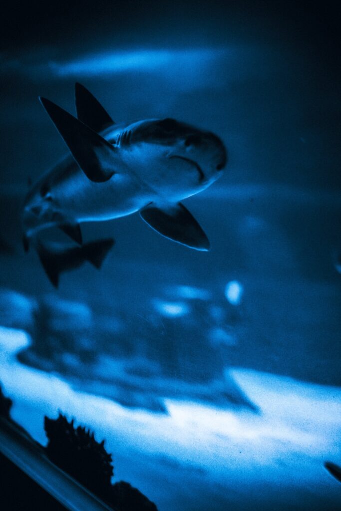 Palma Aquarium