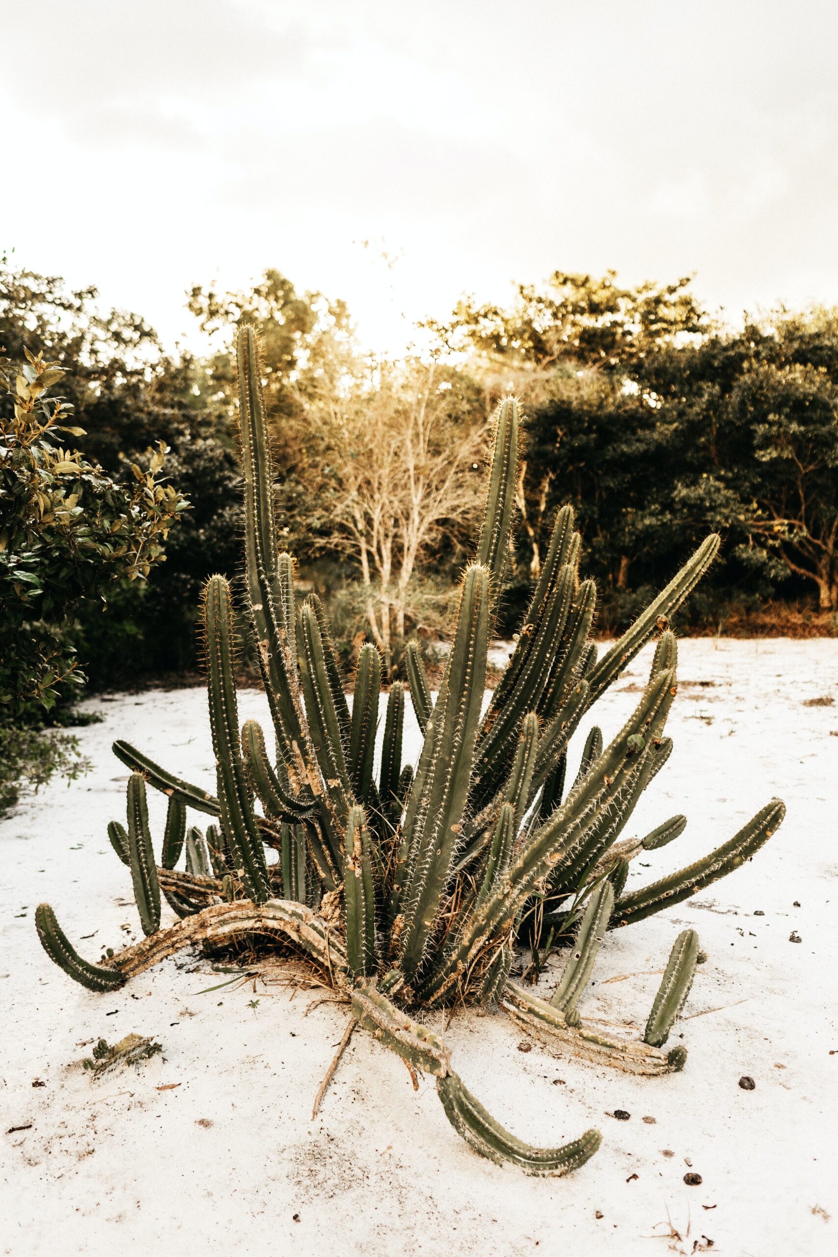 Botanicactus Mallorca